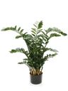 Zamioculcas ramificata
