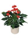 Anthurium rosso
