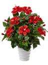Hibiscus Rosso