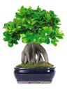 Ginseng pianta bonsai