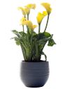 Calla gialla
