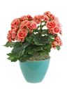 Begonia rosa