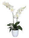 Phalenopsis Bianca