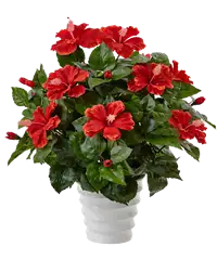 Hibiscus