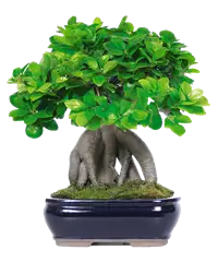 Ginseng pianta bonsai