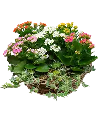 Kalanchoe colori misti