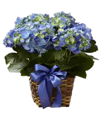 Ortensia blu