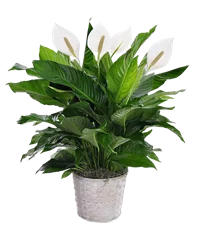 Spathiphillum Bianco