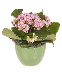 Kalanchoe colore rosa