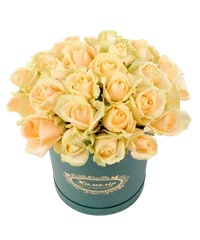 Rose Peach Avalanche
