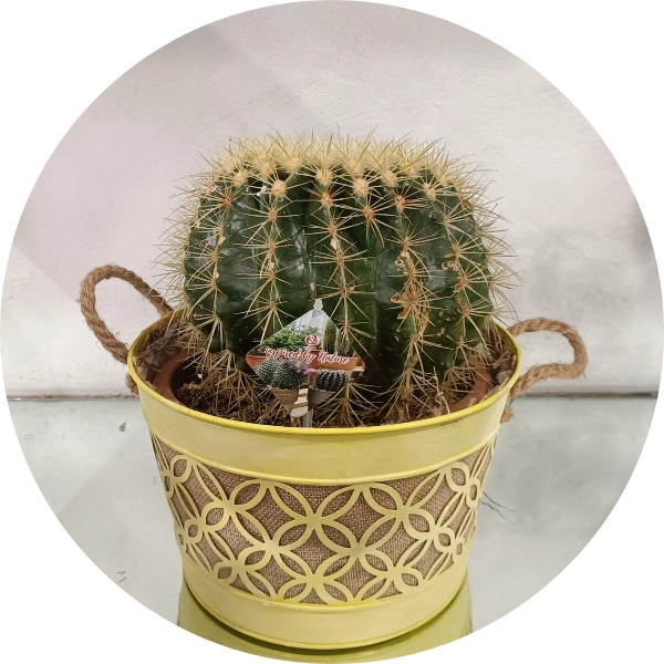 Cuscino