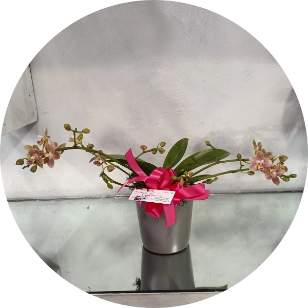 Orchidea
