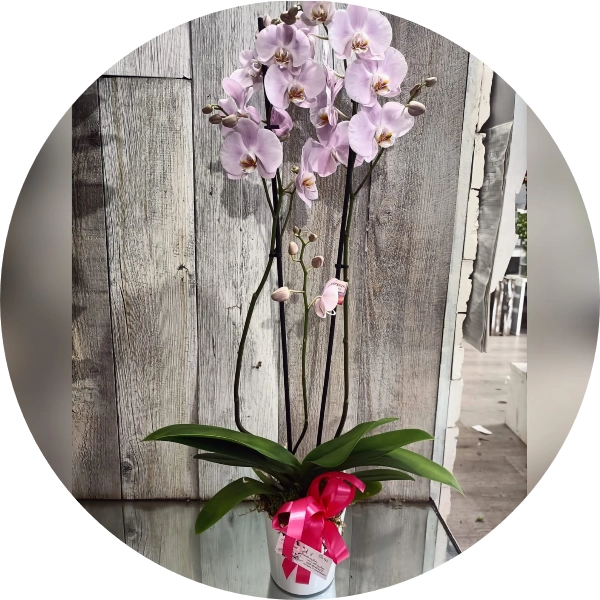 Orchidea