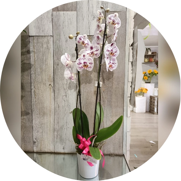 Orchidea