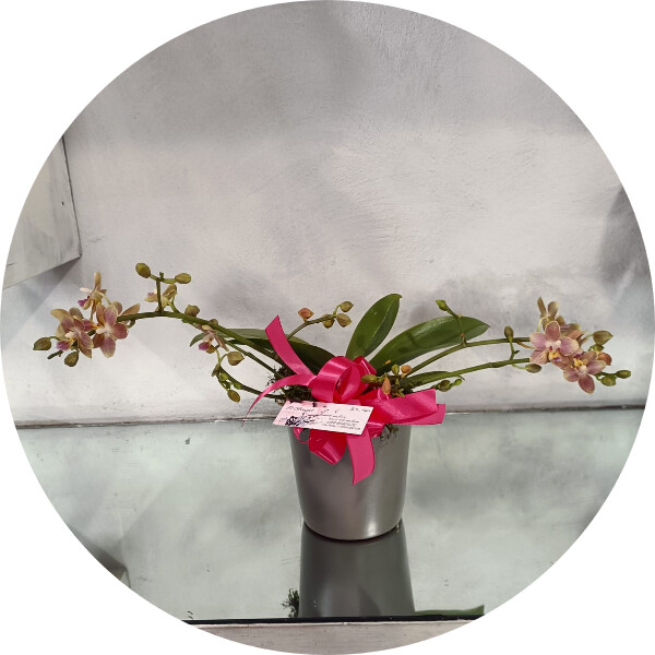 Orchidea