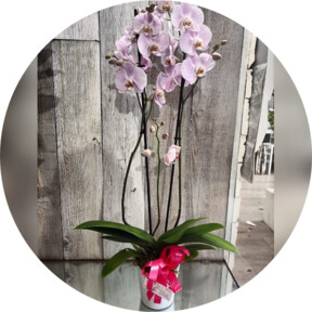 Orchidea  Rosa 