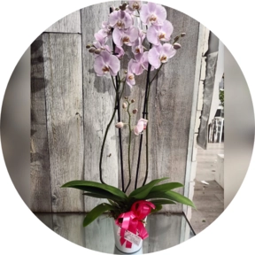 Orchidea  Rosa 
